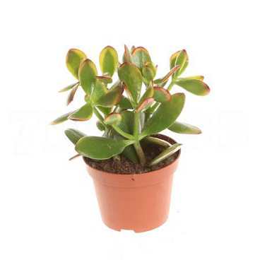 Крассула овата Сансет