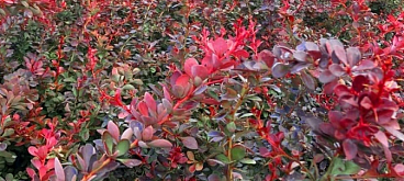 Барбарис тунберга Атропурпуреа