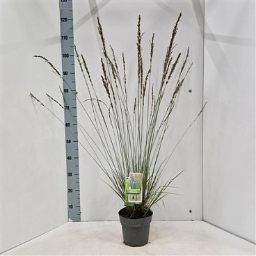 Molinia Caerulea Heidezwerg