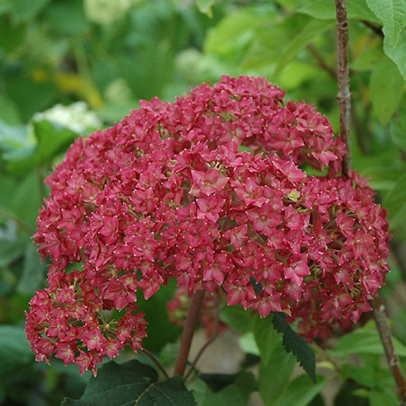 Гортензия древовидная Белла Анна