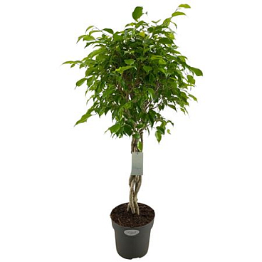 Ficus Be Exotica Twisted