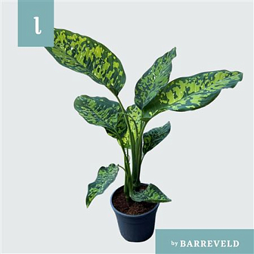 Dieffenbachia Cheetah
