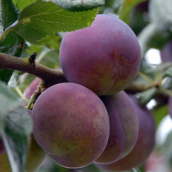 Слива домашняя Болховчанка в тубе