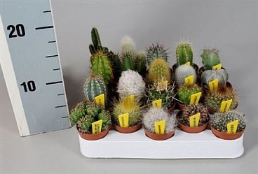 Cactus Mix Luxe + Name Ticket