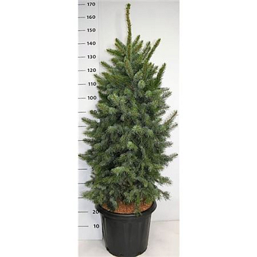 Picea Om Zuckerhut
