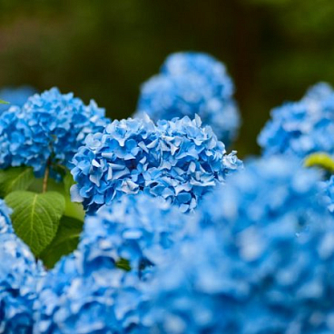 Гортензия голубая в тубе