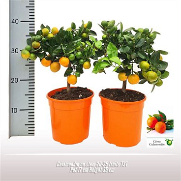 Calamondin Op Stam