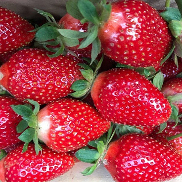 Земляника Квики