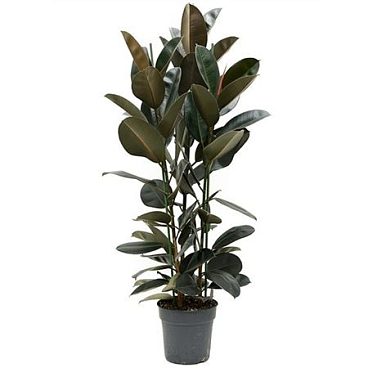 Ficus El Abidjan 3pp