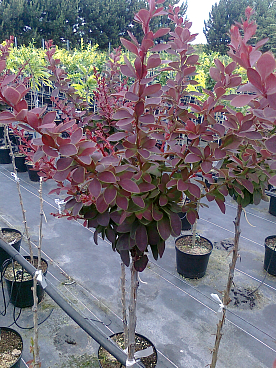 Барбарис тунберга Голден Ринг штамб 100