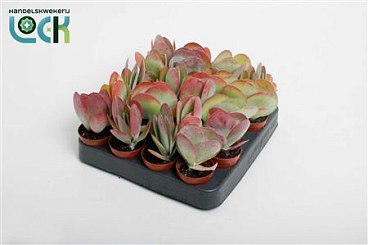 Kalanchoe Tyrsiflora