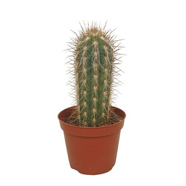 Pilosocereus Gounelli