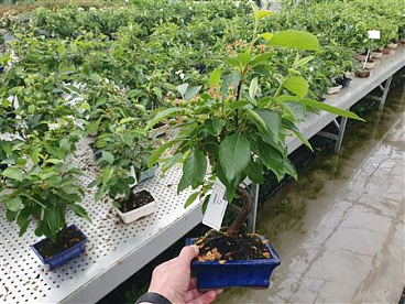 Bonsai Malus Domestica