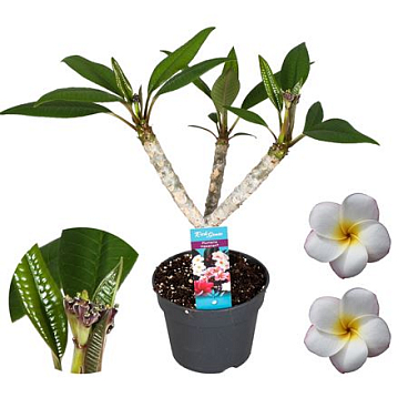 Plumeria Hawaiian 2/3st White