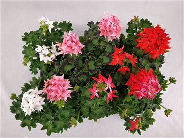 Geranium Fireworks Mix