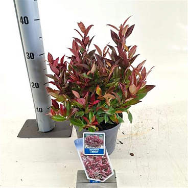 Leucothoe Ax Zeblid