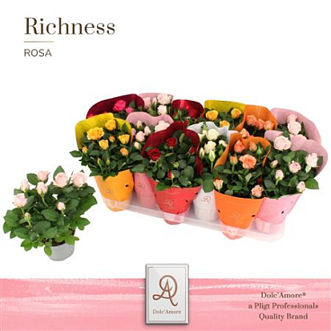 Rosa Mix In Ton Sur Ton Sleeve (dolc'amore)