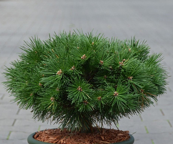 Сосна горная Бенджамин