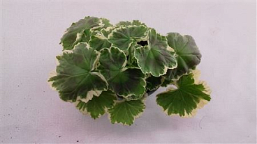 Geranium Madame Salleron