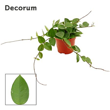 Hoya Cv Chouke (decorum)