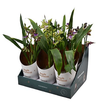 Zygopetalum 2st Showbox
