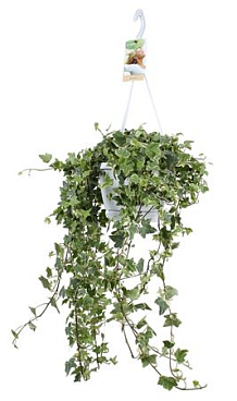 Hedera Helix Eva Hangpot