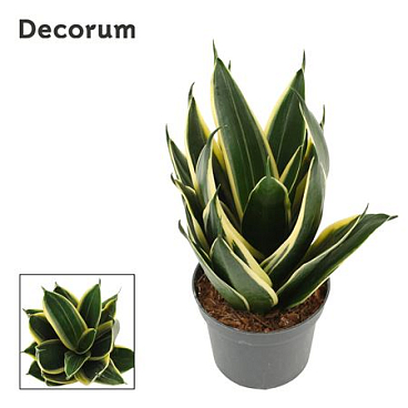 Sansevieria Hahnii 9 Cm Glimmering (decorum)