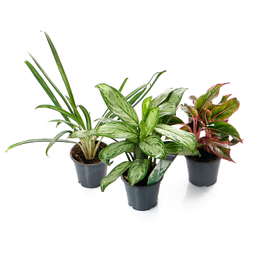 Аглаонема Люкс микс