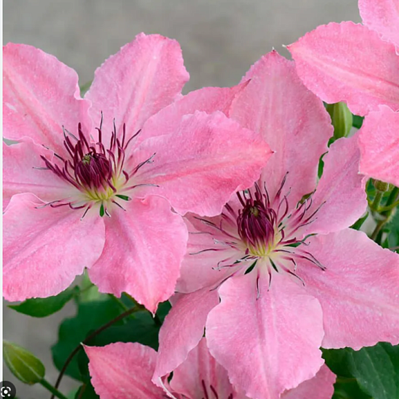 Клематис булевард Сара Элизабет