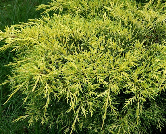 Можжевельник средний Голд Кост