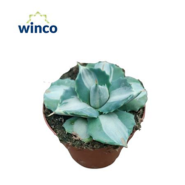 Agave Potatorum Ouhi-raijin Variegata