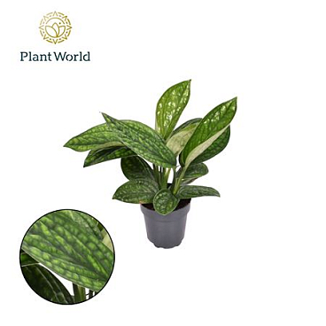 Epipremnum Pinnatum 'marble Planet'