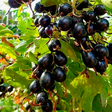 Смородина золотистая Валентина