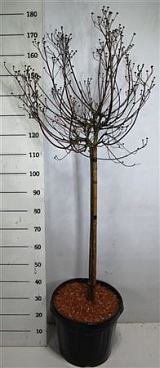 Cornus Florida Rubra