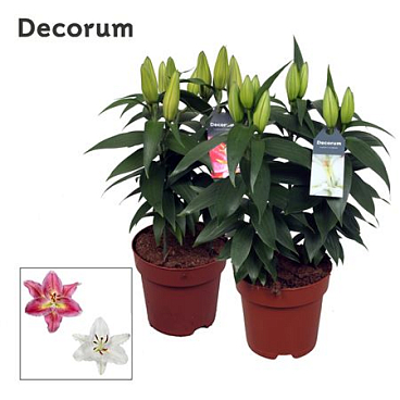 Lilium Or Mix 3pp (decorum)