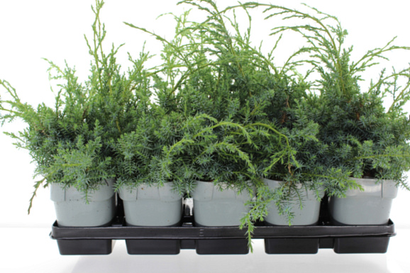 Можжевельник китайский Блю Альпс