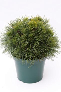 Сосна горная Варелла