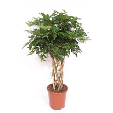 Schefflera Compacta Tube