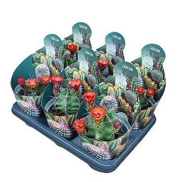 Echinocereus Triglochiadatus