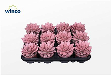 Echeveria Agavoides Paint Pink