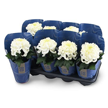 Chrys Coco White 1pp