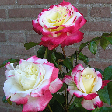 Роза чайно-гибридная Дабл Делайт