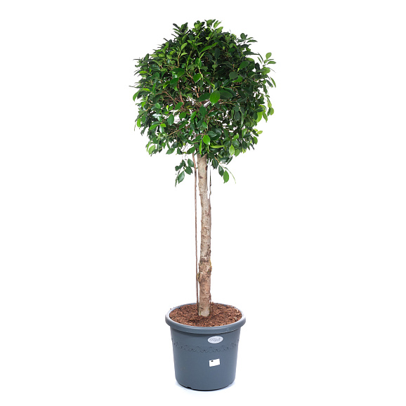 Фикус бенжамина Нитида штамб