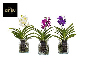 Vanda Bose Bruin Spec (ansu)