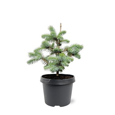 Picea Pung Blue Diamond
