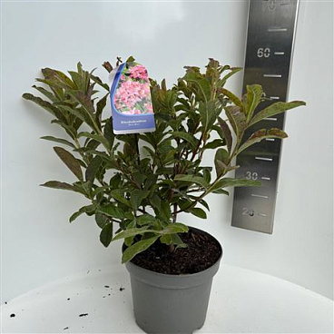 Rhodo (ak) Berry Rose