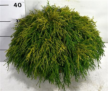 Chamaecyparis Pisifera Sungold
