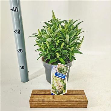 Buddleja Dav Little White (butterfly Candy)