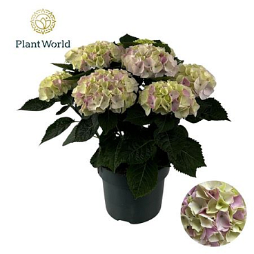 Hydrangea Bol Hi Diamond (specialty)