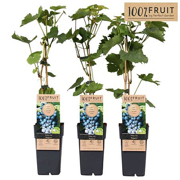 Vitis Vin Regent (grafted)